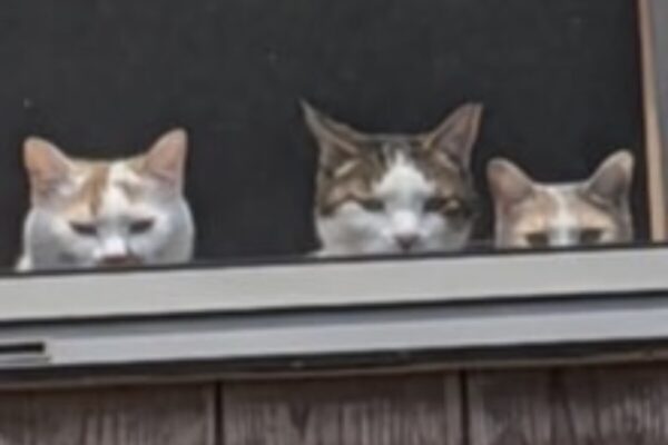 奇跡の一枚